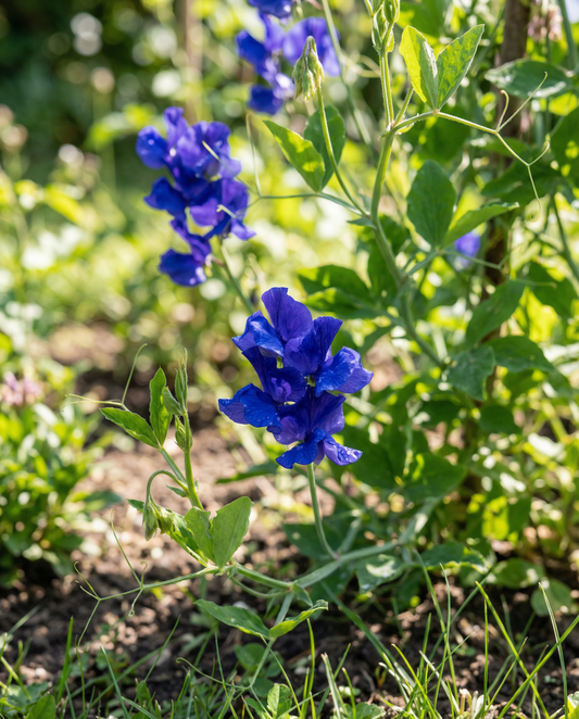 Groszek pachnący Royal Family Blue (Lathyrus odoratus) – nasiona jednorocznych kwiatów od SeedsChoice