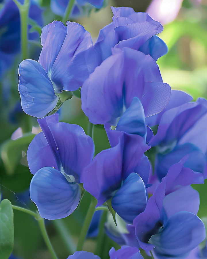 Nasiona Sweet Pea Royal Family Blue (Lathyrus odoratus) – jednoroczny kwiat