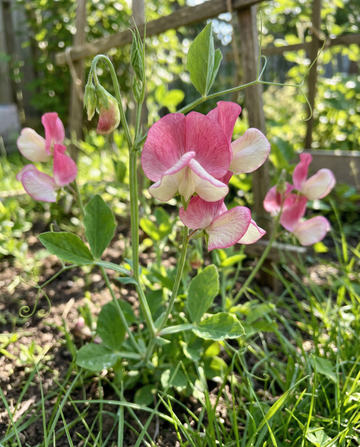 Groszek pachnący Painted Lady Climber (Lathyrus odoratus) – nasiona jednorocznej rośliny pnącej od SeedsChoice