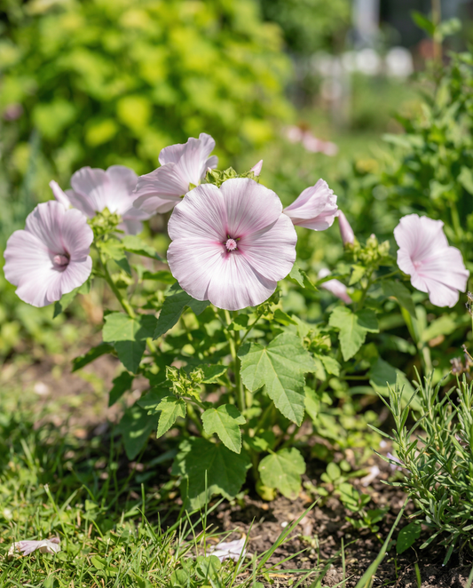 Malwa Silver Cup (Lavatera trimestris) – nasiona rocznego kwiatu od SeedsChoice