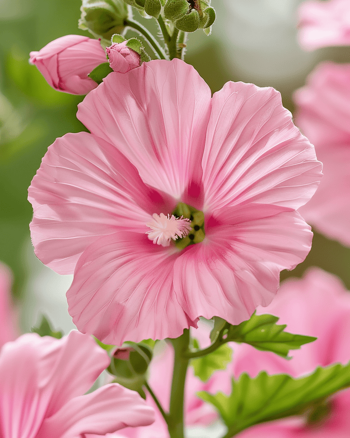 Nasiona malwy Silver Cup (Lavatera trimestris) – roczny kwiat