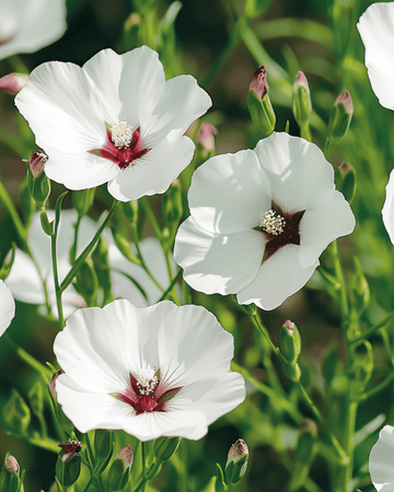Nasiona lnu Bright Eyes (Linum grandiflorum) – kwiat jednoroczny