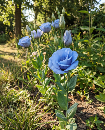 Lisjant Sky Blue (Eustoma grandiflorum) – nasiona rocznych kwiatów od SeedsChoice