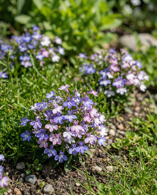 String Of Pearls Mixed (Lobelia erinus) – nasiona jednorocznej mieszanki od SeedsChoice