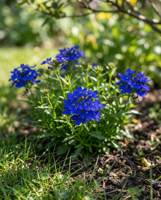 Crystal Palace (Lobelia erinus) – jednoroczne nasiona kwiatów od SeedsChoice