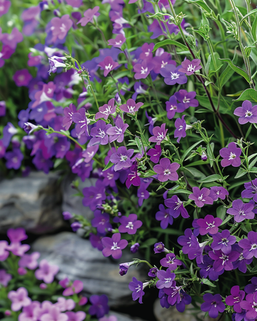 Nasiona Trailing Sapphire (Lobelia erinus) – roślina jednoroczna