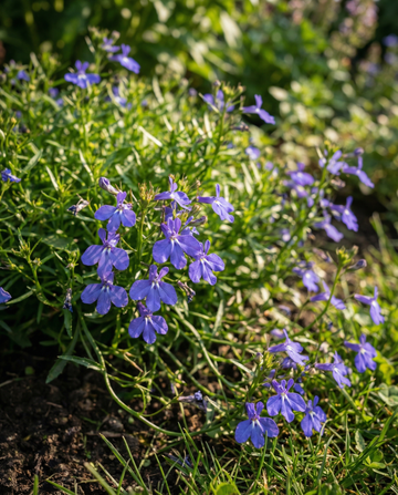 Trailing Sapphire (Lobelia erinus) – nasiona rośliny jednorocznej od SeedsChoice
