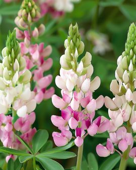 Nasiona łubinu Pink Fairy Lupinus elegans kwiaty jednoroczne