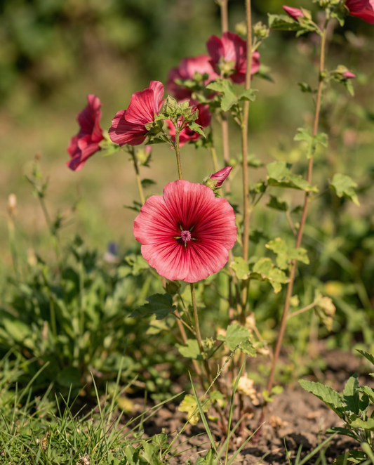 Red Queen (Malope trifida) – nasiona jednorocznych kwiatów od SeedsChoice