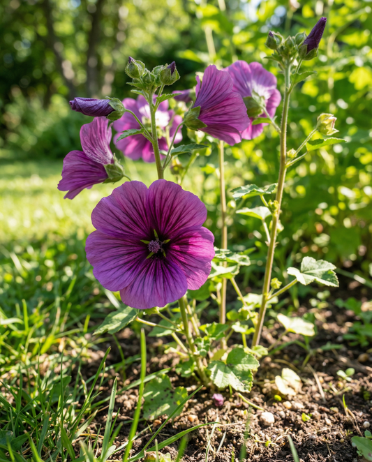 Purple Queen (Malope trifida) – nasiona roczne od SeedsChoice