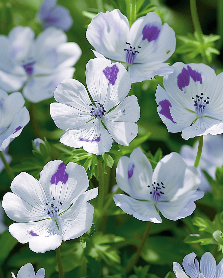 Nasiona Baby Blue Eyes (Nemophila maculata) – kwiat jednoroczny