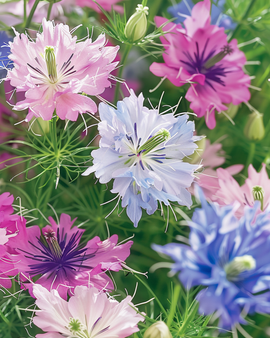 Love In The Mist Seeds Nigella Damascena Persian Jewels Annual Mix