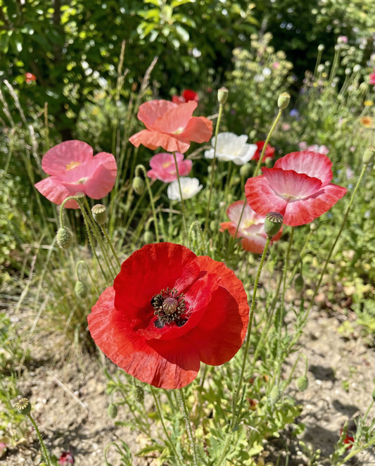 Mak mieszany (Papaver rhoeas) – nasiona kwiatów jednorocznych od SeedsChoice