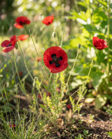 Mak Lady Bird (Papaver commutatum) – nasiona kwiatów jednorocznych od SeedsChoice