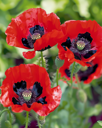 Mak Lady Bird (Papaver commutatum) – nasiona, kwiat jednoroczny