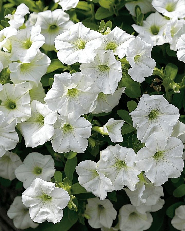 Hanging White Ramblin seeds (Petunia hybrida) – annual
