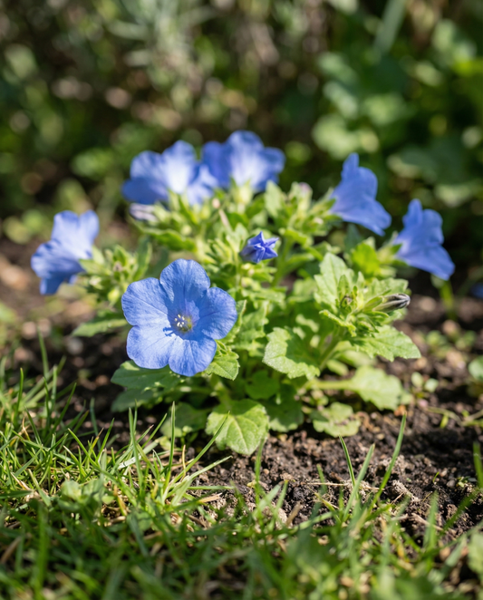 California Bluebell (Phacelia campanularia) – annual flower seeds from SeedsChoice
