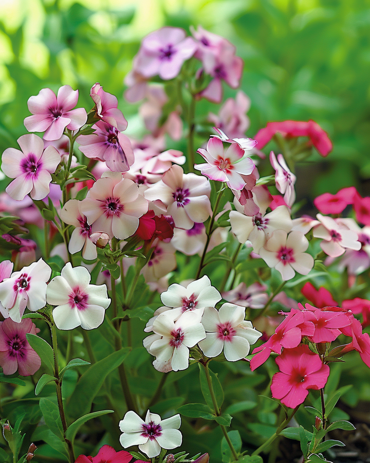 Nasiona Cherry Caramel (Phlox drummondii) – kwiat jednoroczny