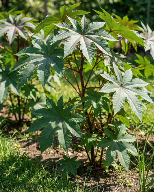 Wonderboom Fast Growing (Ricinus communis) – nasiona kwiatów jednorocznych od SeedsChoice