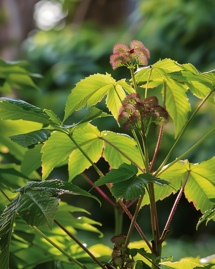 Nasiona Wonderboom Fast Growing (Ricinus communis) – kwiat jednoroczny