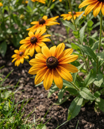 Jeżówka Gloriosa Daisy (Rudbeckia hirta) – nasiona jednorocznych kwiatów od SeedsChoice