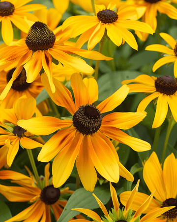 Nasiona jeżówki Gloriosa Daisy (Rudbeckia hirta) – kwiat jednoroczny