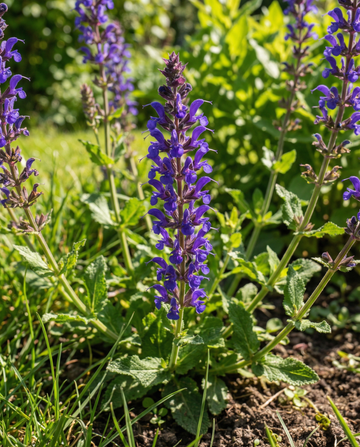 Szałwia omszona New Dimension Blue (Salvia nemorosa) – nasiona bylin od SeedsChoice