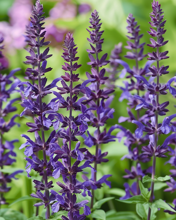 Nasiona szałwii omszonej New Dimension Blue (Salvia nemorosa) – bylina