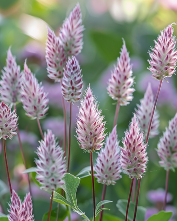Nasiona Ptilotus Joey (Ptilotus exaltatus) – bylina kwiatowa