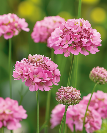 Nasiona Salmon Queen (Scabiosa atropurpurea) – kwiat jednoroczny