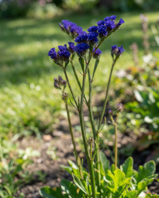 Zatrwian Fortune Dark Blue (Limonium sinuatum) – nasiona jednoroczne od SeedsChoice