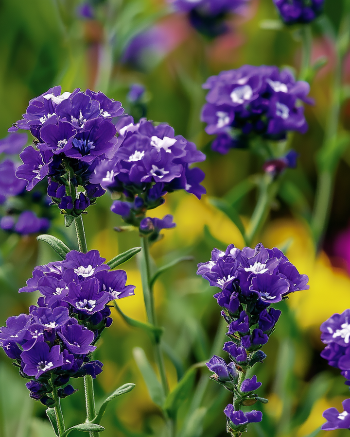 Nasiona zatrwianu Fortune Dark Blue (Limonium sinuatum) – jednoroczny