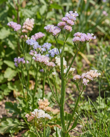 Zatrwian Pacific (Limonium sinuatum) – mieszanka nasion jednorocznych od SeedsChoice
