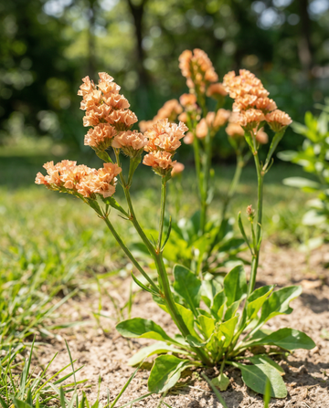 Zatrwian w odcieniach morelowych (Limonium sinuatum) – nasiona jednoroczne od SeedsChoice