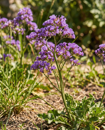 Zatrwian Purple Attraction (Limonium sinuatum) – nasiona jednorocznego kwiatu od SeedsChoice
