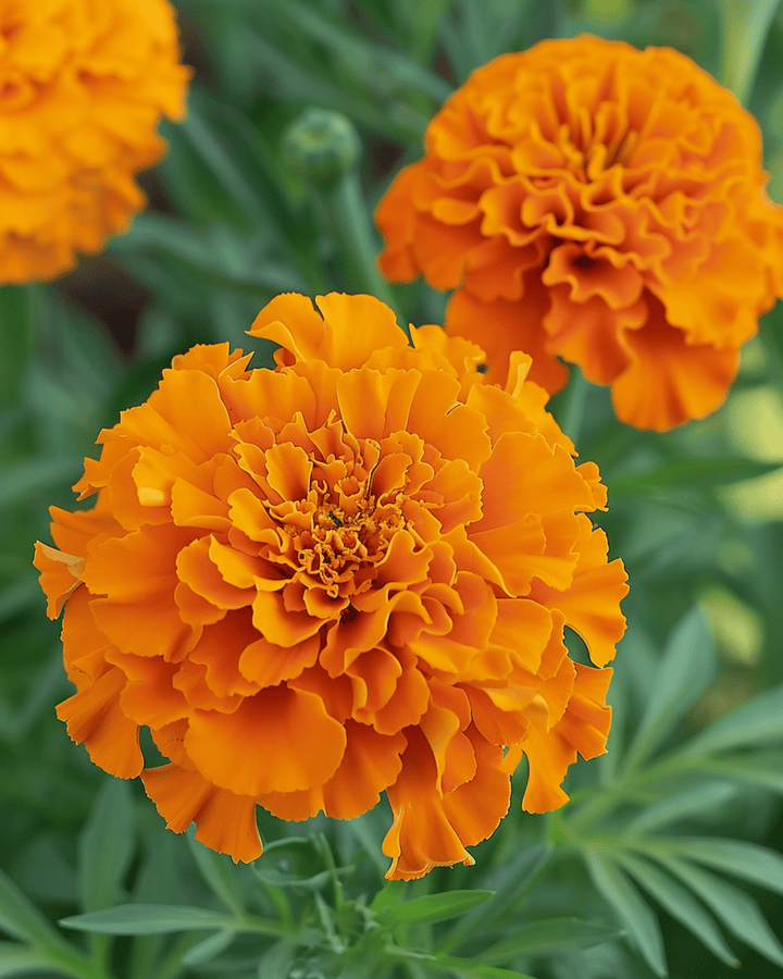 Nasiona aksamitki wzniesionej Hawaii (Tagetes erecta) – kwiat jednoroczny