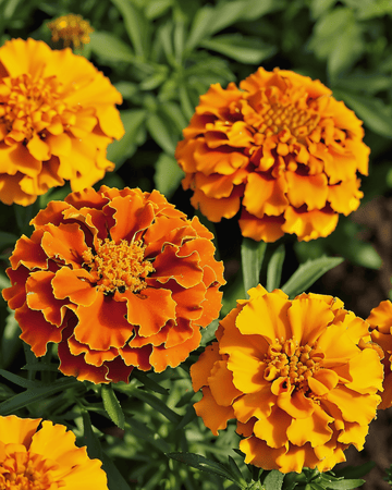 Nasiona aksamitki francuskiej Bolero (Tagetes patula) – kwiat jednoroczny