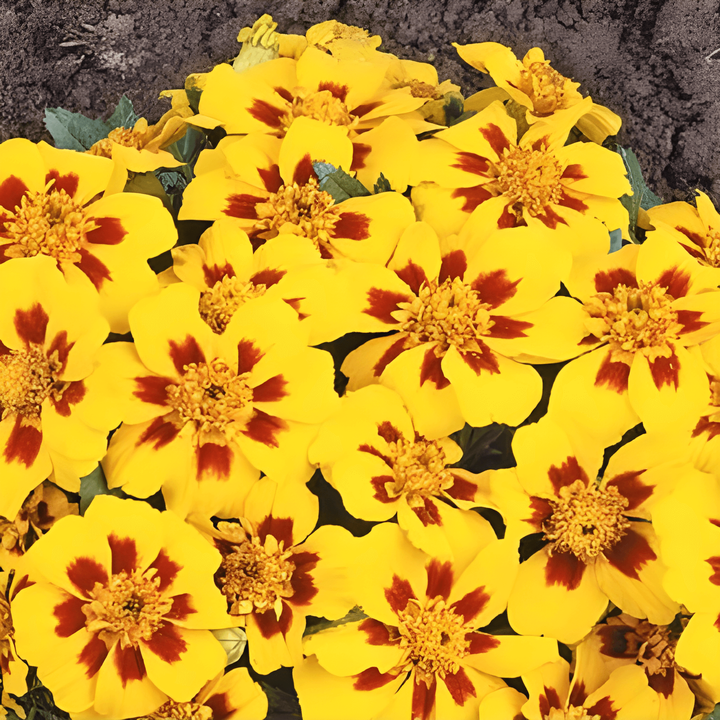 French Marigold Naughty Marietta seeds (Tagetes patula) – annual flower