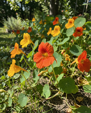 Nasturcja Glorious Gleam (Tropaeolum majus) – nasiona jednoroczne od SeedsChoice