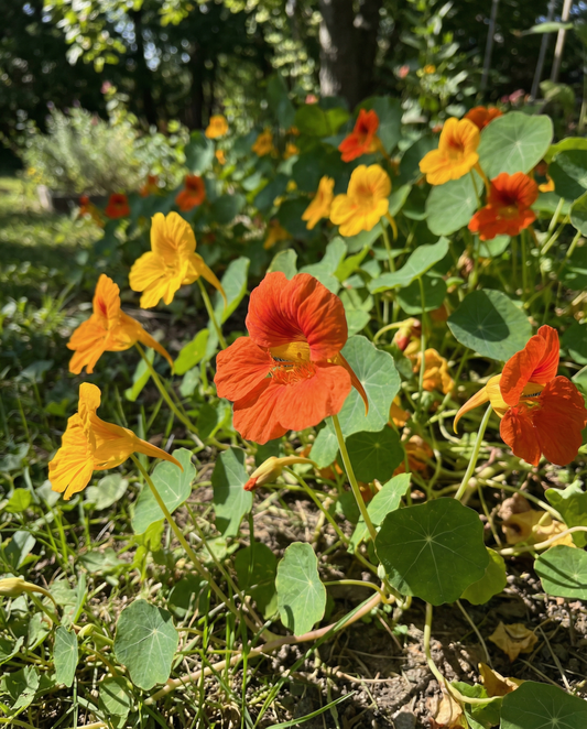 Nasturcja Glorious Gleam (Tropaeolum majus) – nasiona jednoroczne od SeedsChoice