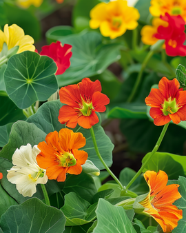 Nasturcja Tom Thumb Nasiona Tropaeolum Majus Jednoroczna Mieszanka