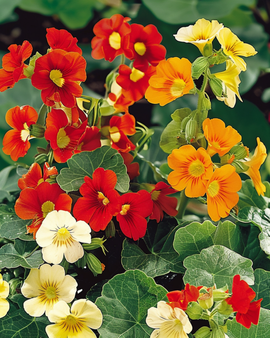 Nasiona nasturcji Jewel Of Africa Tropaeolum majus jednoroczna