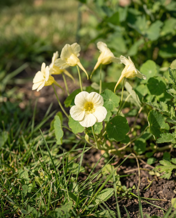 Nasturcja Milkmaid Climber (Tropaeolum majus) – nasiona jednorocznej pnączy od SeedsChoice
