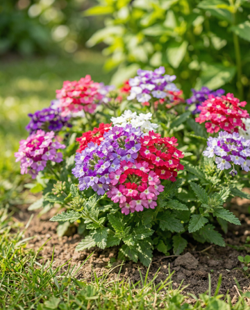 Colours Compact (Verbena hybrida) – nasiona mieszanki rocznej od SeedsChoice