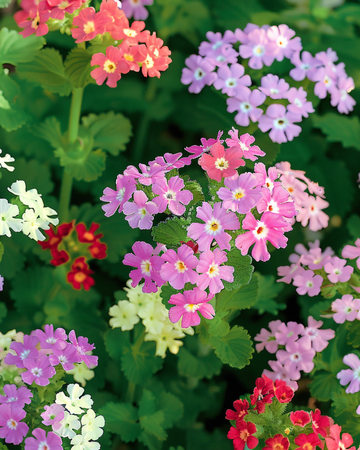 Nasiona Colours Compact (Verbena hybrida) – mieszanka roczna