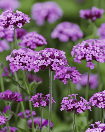 Nasiona werbeny ogrodowej Vanity (Verbena bonariensis) – kwiat jednoroczny