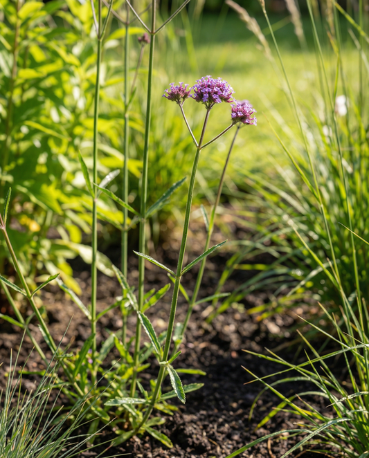 Werbena patagońska (Verbena bonariensis) – nasiona jednorocznego kwiatu od SeedsChoice