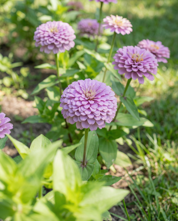 Lawenda (Zinnia elegans) – nasiona jednoroczne od SeedsChoice