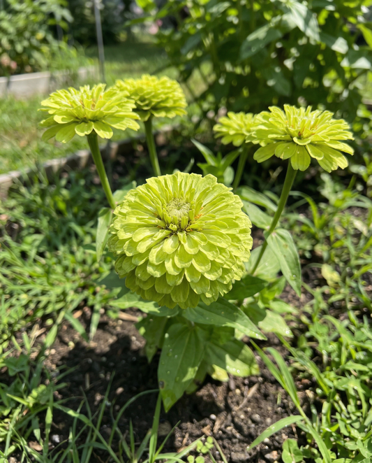 Envy (Zinnia elegans) – nasiona roczne od SeedsChoice