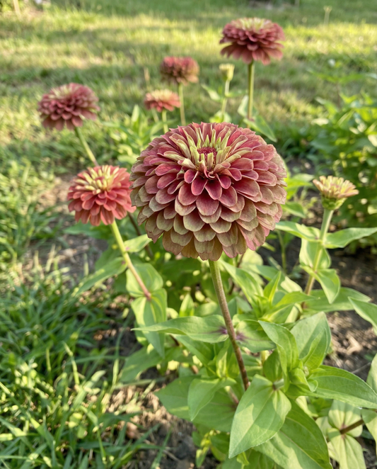 Queeny Red Lime (Zinnia elegans) – nasiona rocznika od SeedsChoice